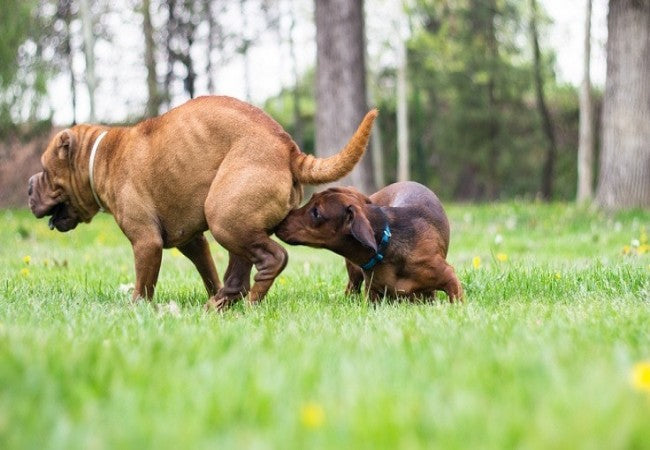 Vet Approved Guide: Why Dogs Sniff Crotches & Social Etiquette 2025 🐶