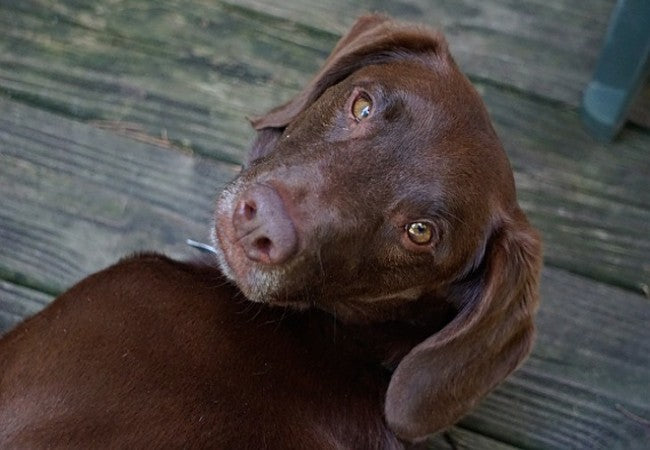 Vet Approved Guide: Why Losing a Dog Can Feel Harder Than Losing a Relative 2025 🐾
