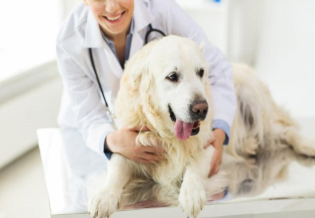 Vet Approved Guide: Why Talking to Your Pets Is Perfectly Normal 2025 🐾