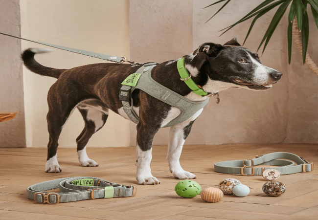 Vet Approved Guide : Top Eco Friendly Dog Products for 2025 🌱🐶