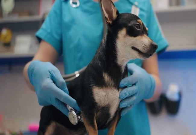 Vet Approved Guide to Chagas Disease in Dogs 2025 🐶🦟❤️