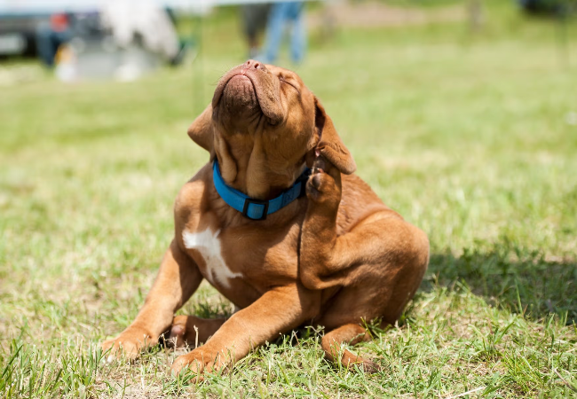 Vet Approved Guide to Chylothorax in Dogs 2025 🐶🩺