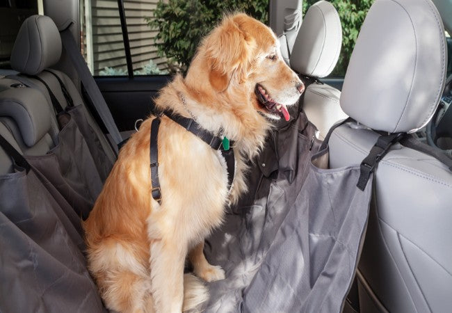 Vet Approved Guide Dog Car Safety 2025 🐶🩺