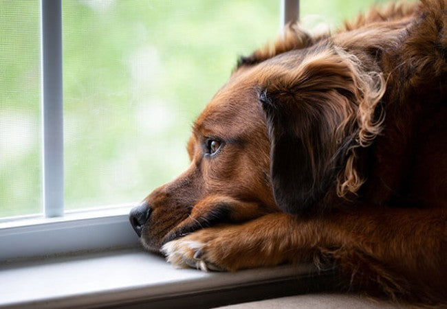 Vet‑Approved Guide to Dog Depression in 2025: Signs & Solutions 🐶❤️