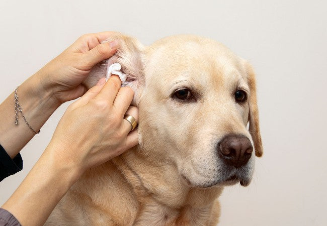 Vet‑Approved Guide to Dog Ear Infections in 2025 🐾🩺