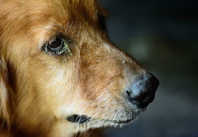 Vet‑Approved Guide to Dog Eye Allergies in 2025 🐾👁️