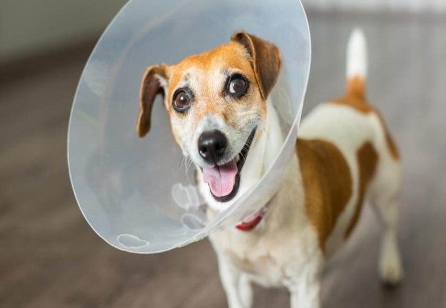 Vet Approved Guide to Elective Surgery for Dogs: Making Informed Decisions in 2025 🩺🐶