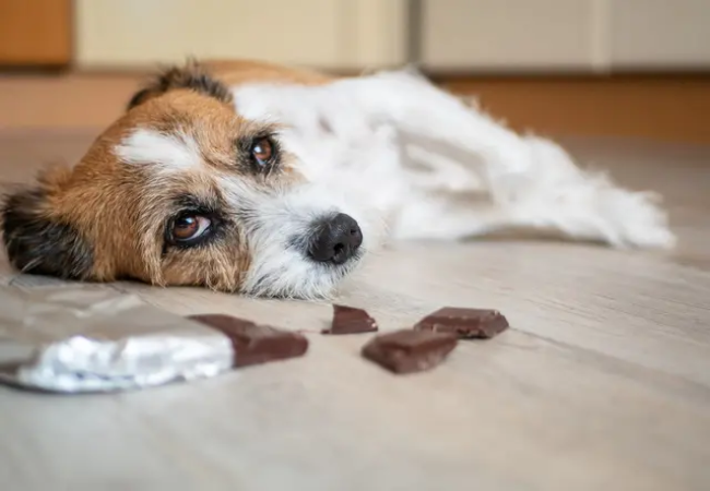 Vet Approved Guide to Gunpowder Poisoning in Dogs: Protect Your Pup in 2025🩺🐶
