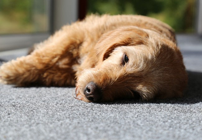 Vet Approved Guide to Rodenticide Poisoning in Dogs: How to Protect Your Pup in 2025 🩺🐶