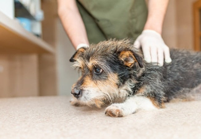 Vet Approved Guide to Veterinary Specialists: Who They Are & Why They Matter in 2025 🩺🐶