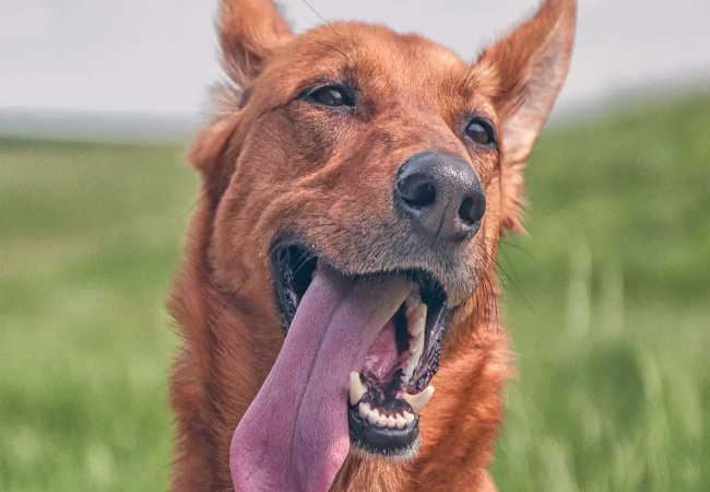 Vet Approved Insight: How Dog Breed Affects Behavior & What It Means for Training (2025)🩺🐶