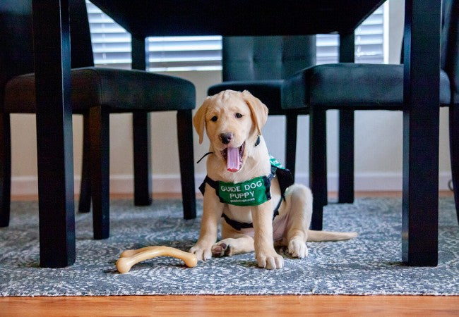 Vet Approved Pet Proofing Tips for a Safe Home in 2025 🏠🐶