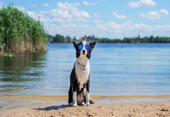 Vet Approved Summer Safety Guide for Dogs: Keep Your Pup Cool & Happy in 2025 ☀️🐶