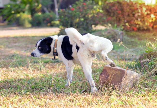 Vet Approved Tips: Why Dogs Mark Urine & How to Stop It 🐶