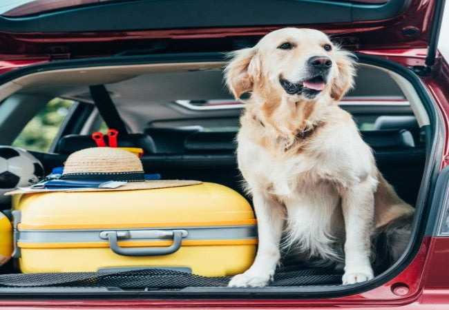Vet Approved Travel Guide Safe Dog Travel Tips 2025 🐶🩺