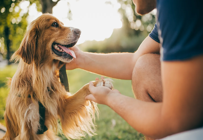 Vet Approved: Signs of a Happy Dog & How to Boost Wellbeing 2025 🐶