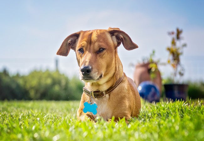 Vet Guide to 2025: 4th of July Pet Safety — Calm Pets, Secure Homes, and Peace of Mind 🐾🩺