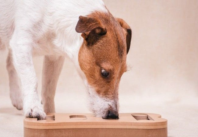 Vet Guide 2025 Best Enrichment Toys for Dogs & Puppies 🐶🩺