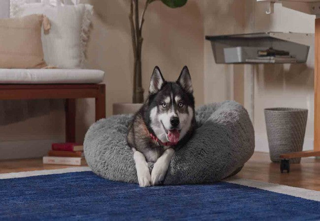 Vet Guide to 2025: How to Calm an Anxious Dog — Proven Methods, Safe Tools & Expert Tips 🐶🩺