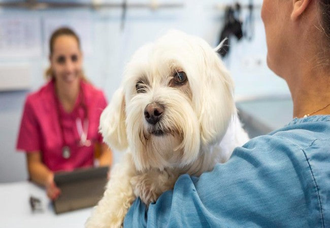 Vet Guide to 2025: Choosing the Best Dog Wellness Plan — What You Need to Know!🩺🐶