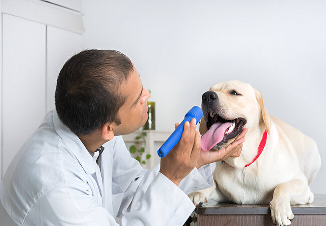 Vet Guide 2025: Diagnosing & Treating Oral Cysts in Dogs 🐶🦷
