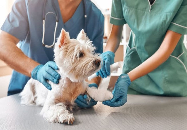 Vet Guide to 2025: Dog Wound Care — How to Safely Clean & Treat Minor Injuries at Home 🐶🩺