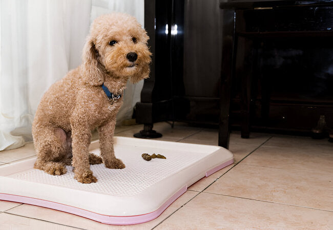 Vet Guide 2025: How Often Puppies Poop—Routine, Health & Tips 🐶💩