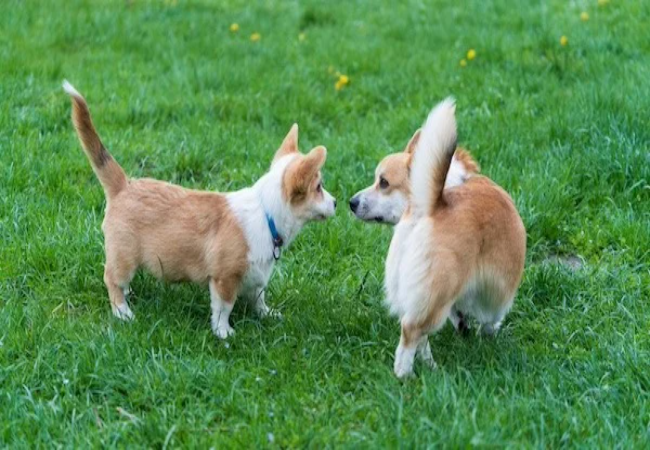 Vet Guide to 2025: How to Introduce Dogs Properly for a Harmonious Home 🐶🩺