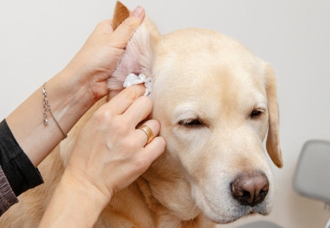 Vet Guide to 2025: How to Keep Your Dog’s Ears Clean — Expert Steps & Care Tips 🩺🐶