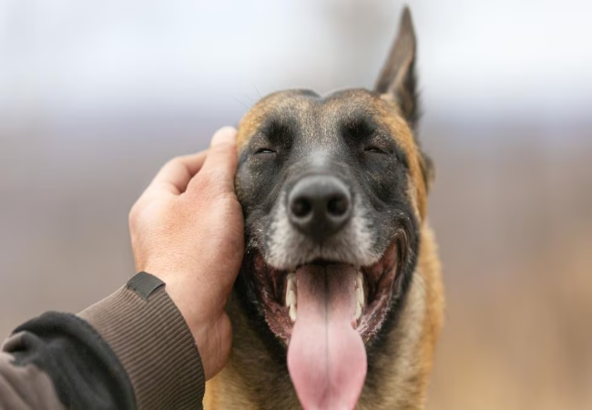 Vet Guide 2025 How to Properly Pet a Dog Techniques & Safety 🐶🩺