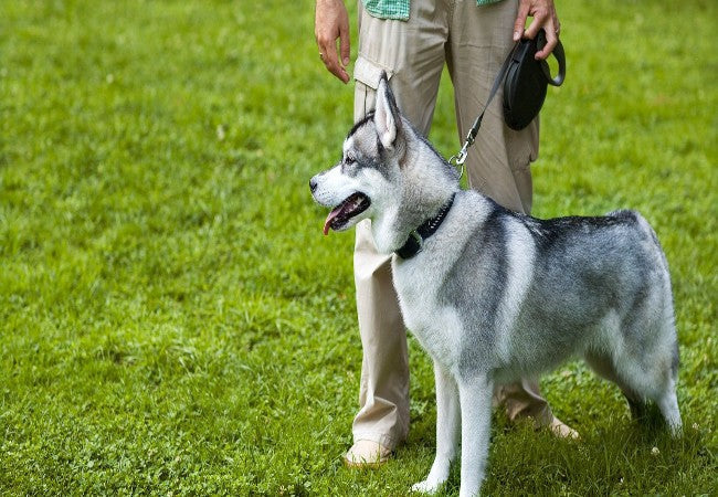 Vet Guide 2025 Invisible Fences for Dogs Safety & Training 🐶🩺