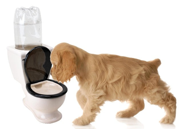 Vet Guide to 2025: Is Toilet Water Safe for Pets to Drink? Risks, Reasons & Preventive Tips 🐶🩺