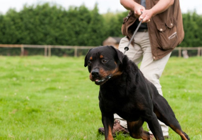 Vet Guide to 2025: Understanding & Managing Canine Compulsive Disorders — Behaviours, Treatment & Support 🐶🩺