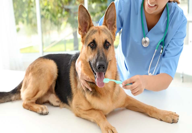 Vet Guide to 2025: Pet Dental Insurance — Coverage, Costs & What You Need! 🦷🩺🐶