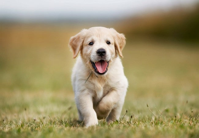 Vet Guide to 2025 Pet‑Parent Checklist for Dogs: Care, Training & Gear 🐶🩺
