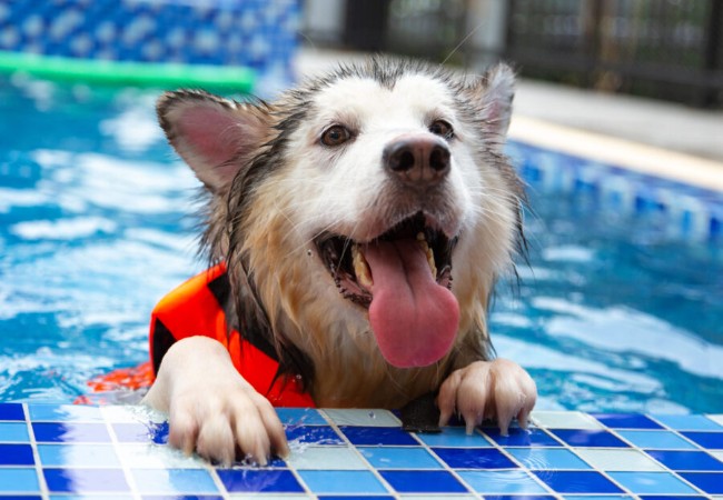 Vet Guide 2025 Pool Safety Tips for Dogs 🐶🩺
