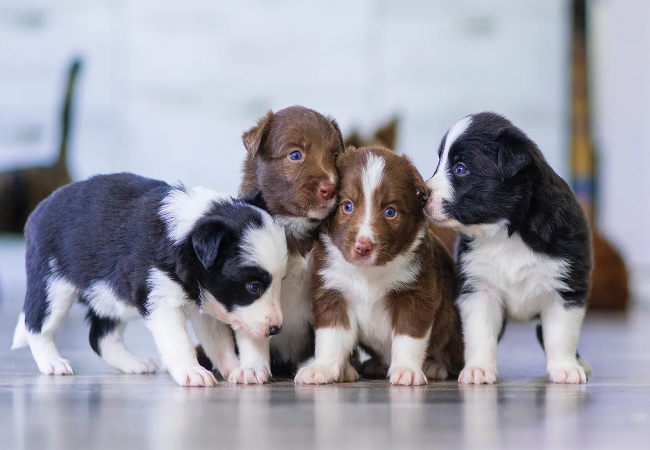 Vet Guide 2025 Puppy Socialization Build Confidence & Bond 🐶🩺