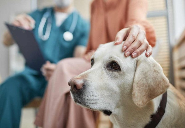Vet Guide to 2025: Should Dogs Wear Perfume? Risks, Safe Choices & Alternatives 🐶🩺