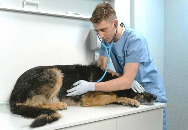 Vet Guide 2025: Spotting & Treating Ventricular Fibrillation in Dogs 🩺
