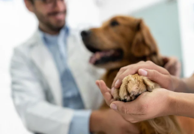 Vet Guide 2025 Understanding Pet Insurance Deductibles 🐶🩺