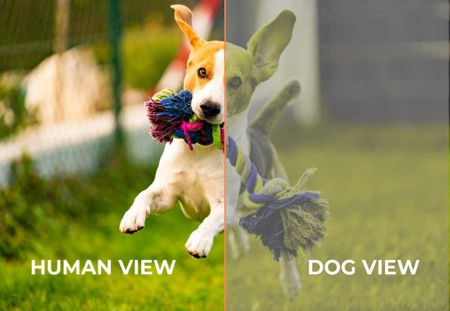 Vet Guide 2025 What Colors Can Dogs See? Canine Vision Explained 🐶🩺