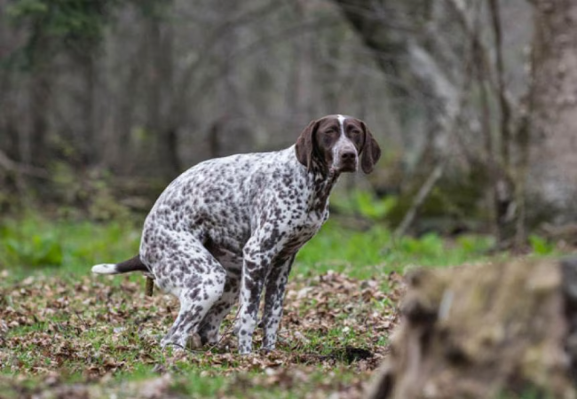 Vet Guide to 2025: What Healthy Dog Poop Looks Like — Color, Consistency & When to Worry 🐶🩺