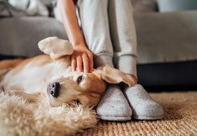 Vet Guide 2025 What Music Calms Dogs Science-Backed Sound 🐶🩺