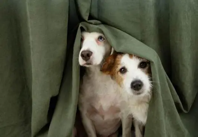 Vet Guide to 2025: What to Do If Your Dog Is Scared of Fireworks 🐶🩺