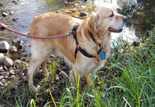 Vet Guide 2025 Why Avoid Backyard-Bred Dogs Choose Rescues 🐶🩺