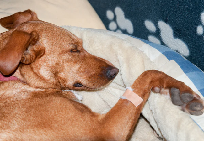 Vet Guide to 2025: Why Dogs Sigh Decoding Their Contentment Frustrati