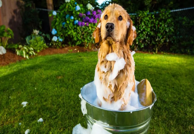 Vet Guide to 2025: Why Your Dog Smells & How to Fix It — Causes, Solutions & Grooming Tips 🐶🩺