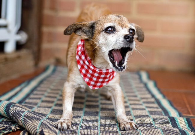 Vet Guide to 2025: Why Your Dog Won’t Stop Barking — Causes, Training & Smart Bark Monitoring 🐶🩺
