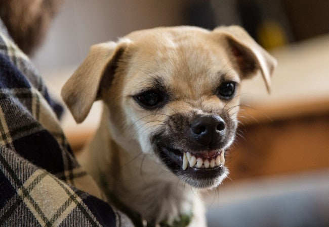 Vet Guide to 2025: 9 Signs Your Pet Is ‘Jealous’ and How to Stop It — Behaviour Tips Included 🐶🐱🩺