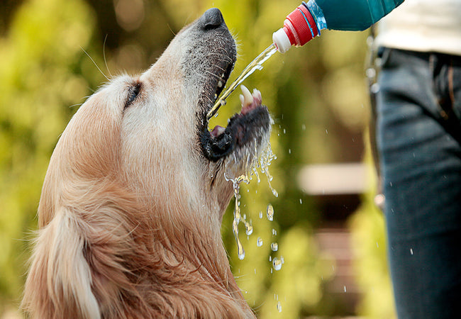 2025 Vet Guide: Dog Dehydration – Signs, Causes, Treatment & Prevention 2025 💧🐾